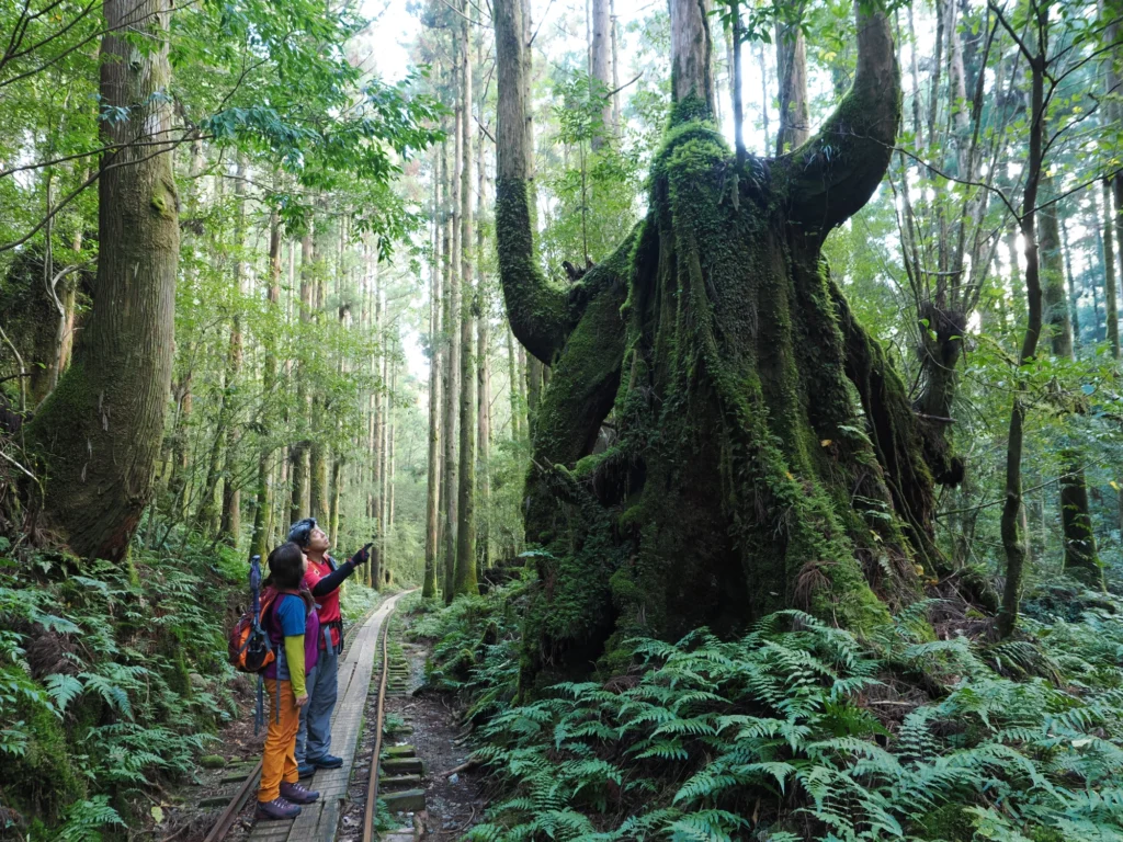 トロッコ道の屋久杉の切り株