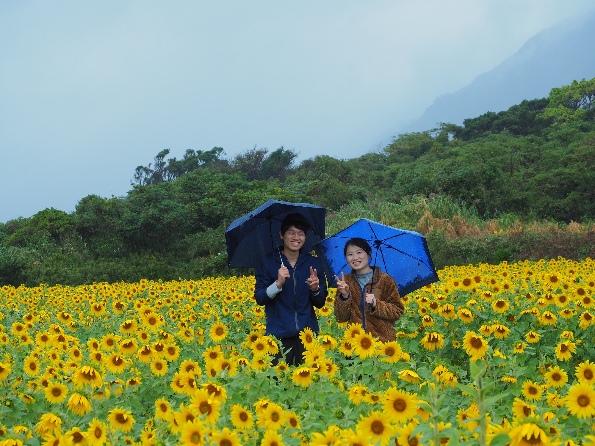 屋久島のひまわり畑
