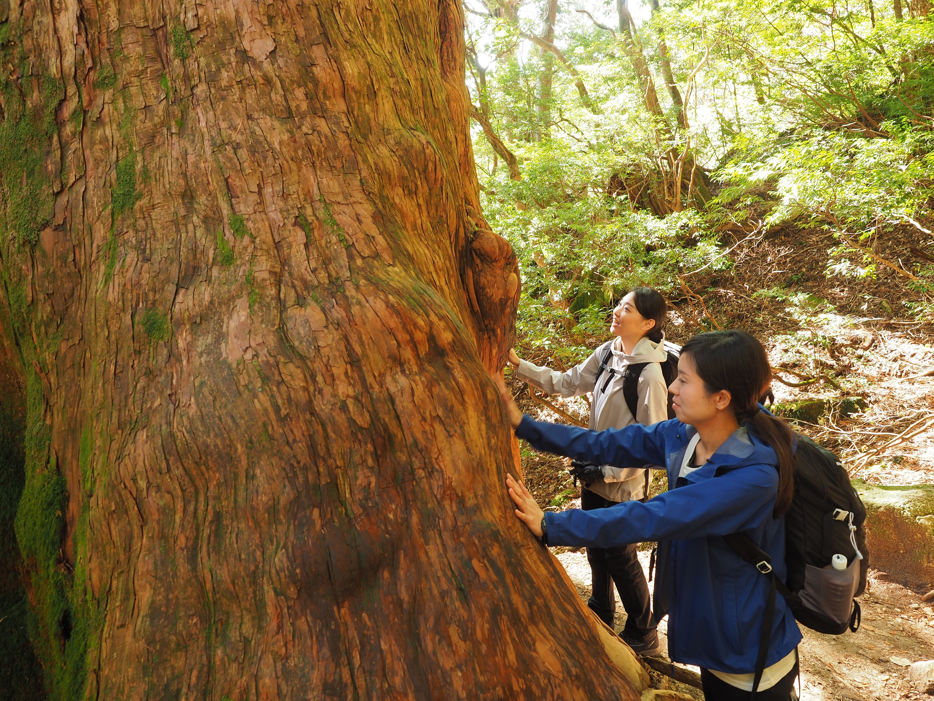 縄文杉コースの大きな屋久杉