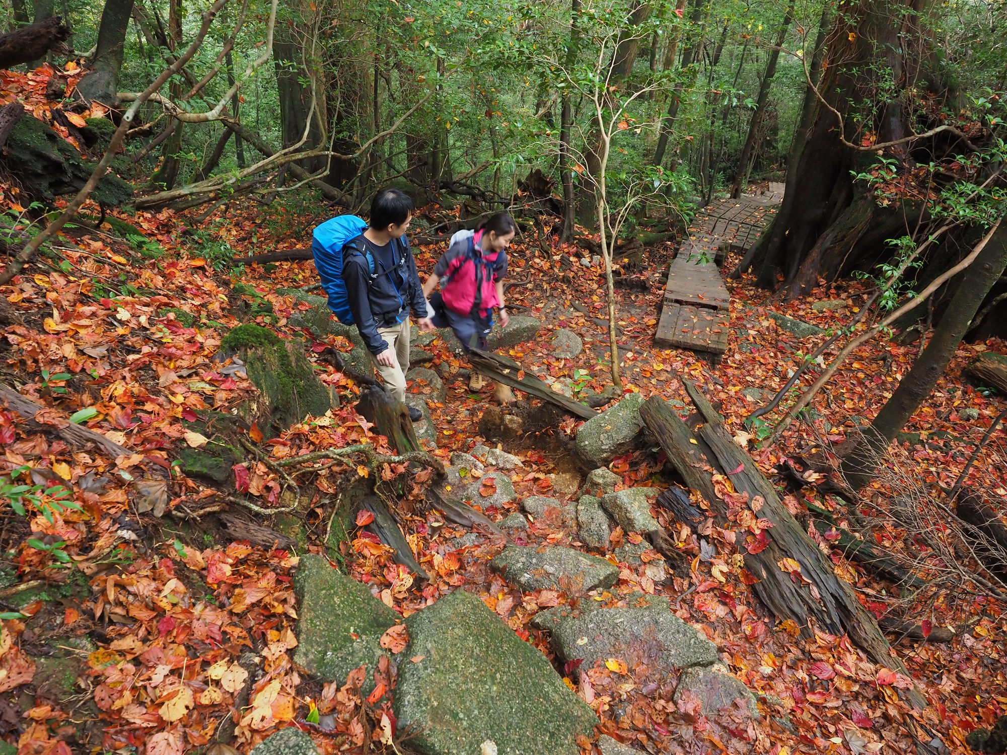ヤクシマオナガカエデの紅葉