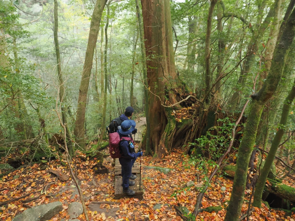ヤマザクラの紅葉