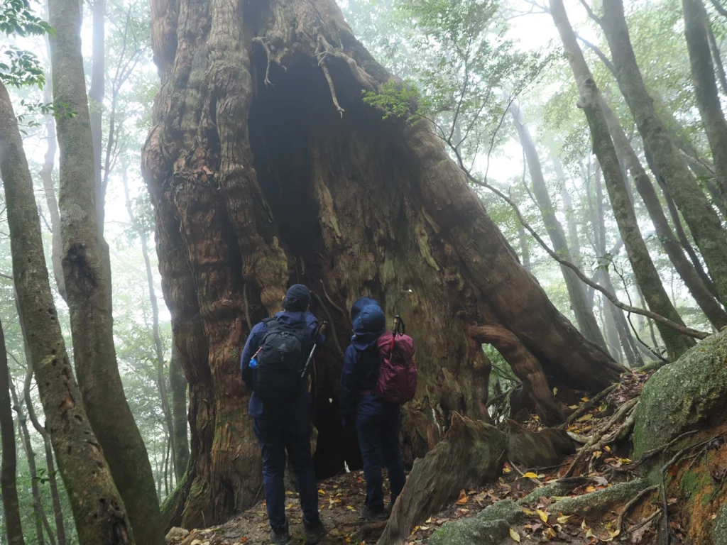 屋久杉の二代杉