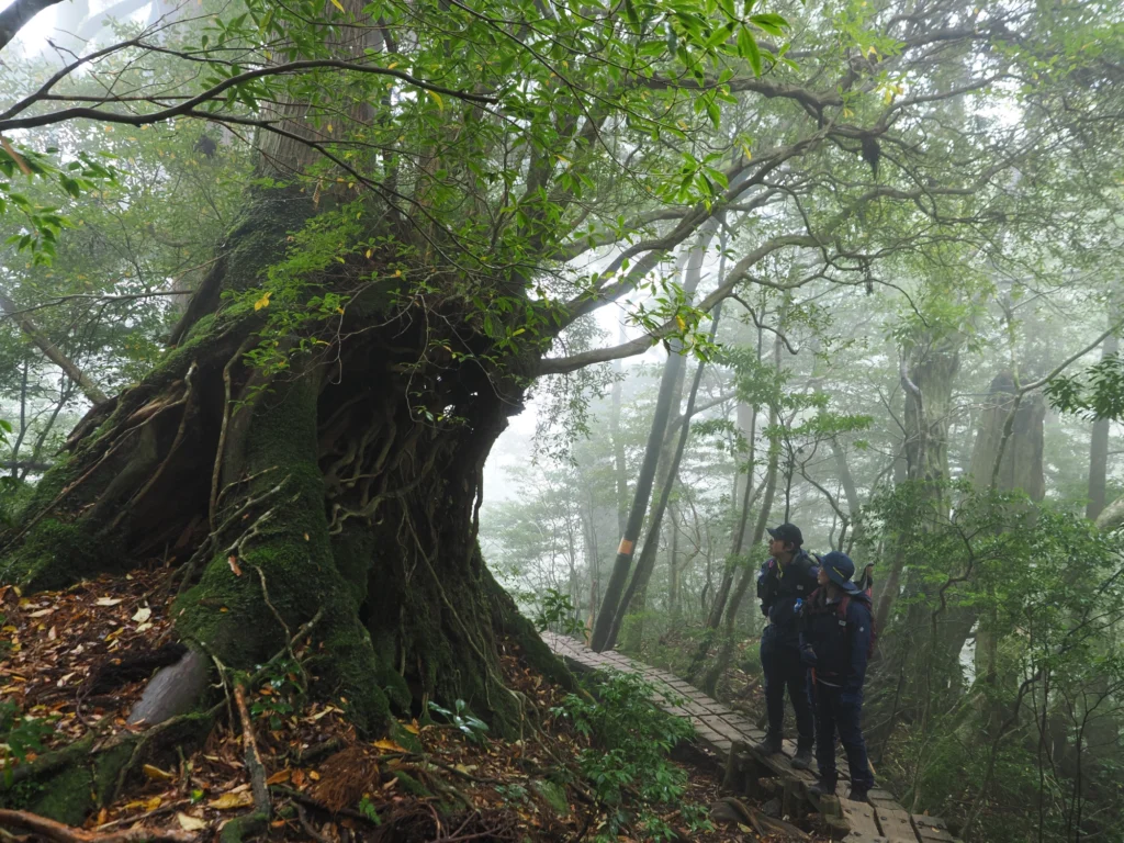 屋久杉の切り株