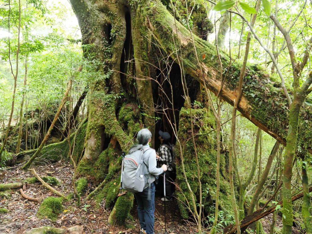 屋久杉の倒木跡