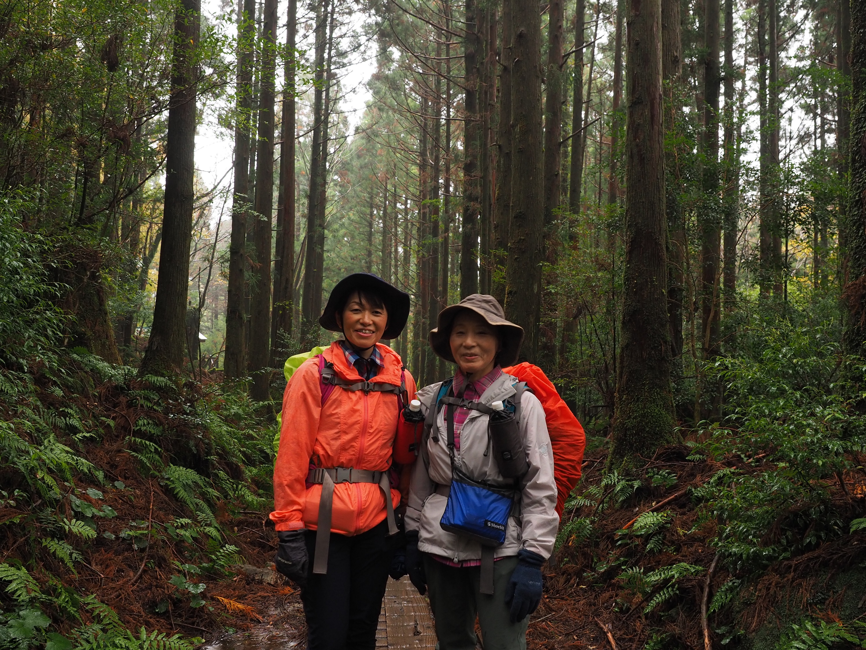 縄文杉コースのトロッコ道