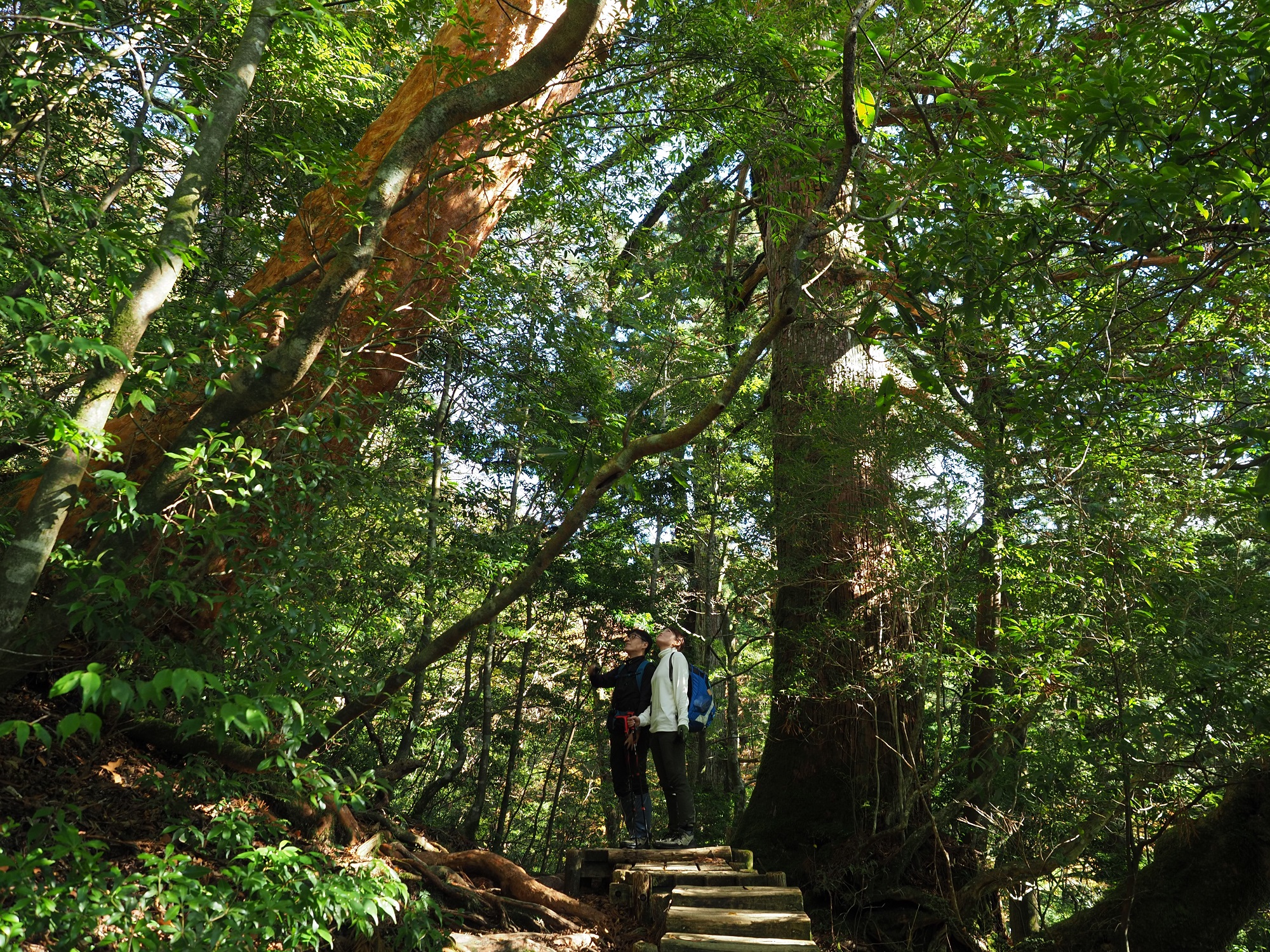 ヒメシャラの大木