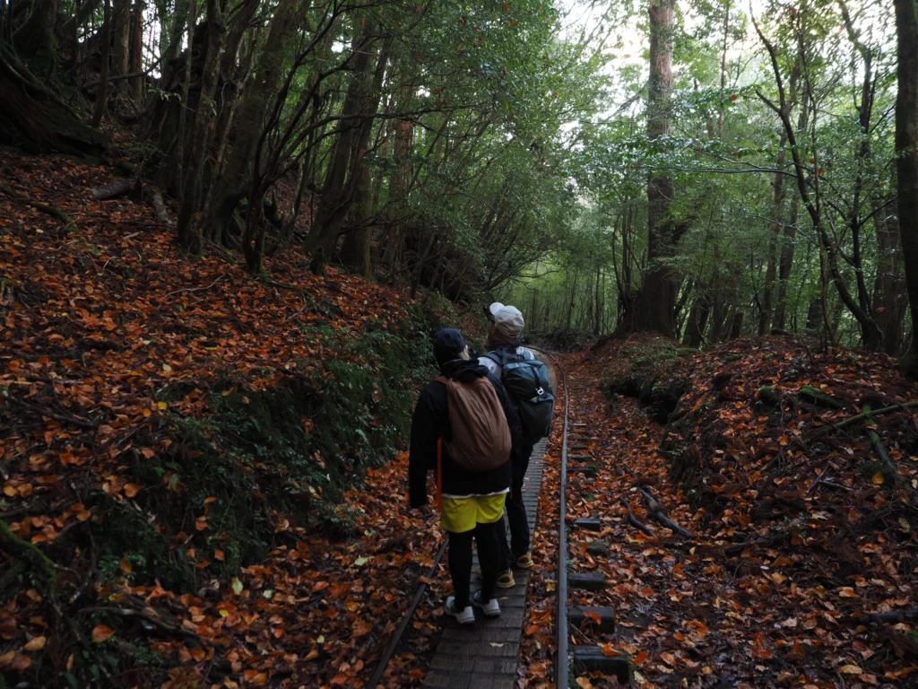 トロッコ道のヤクシマオナガカエデの紅葉