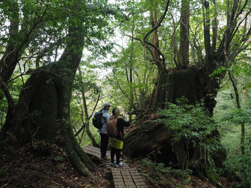屋久杉の切り株
