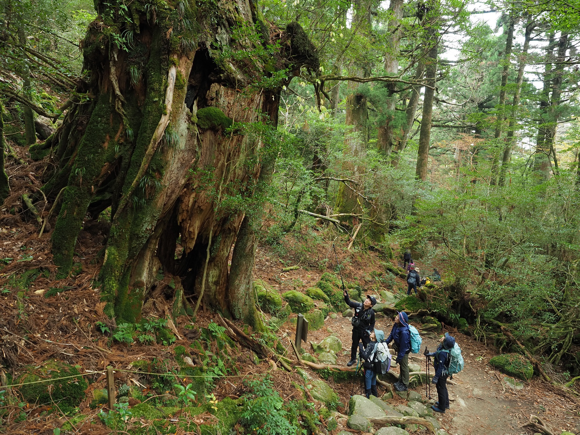 かみなりおんじ