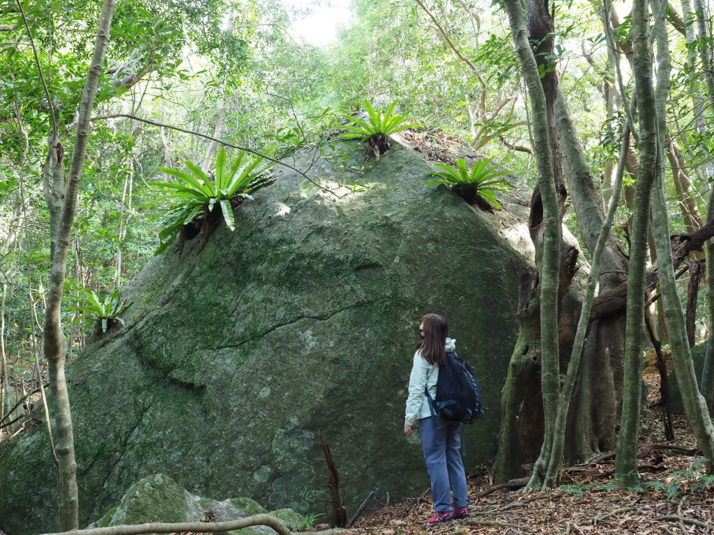 オオタニワタリの着生した花崗岩