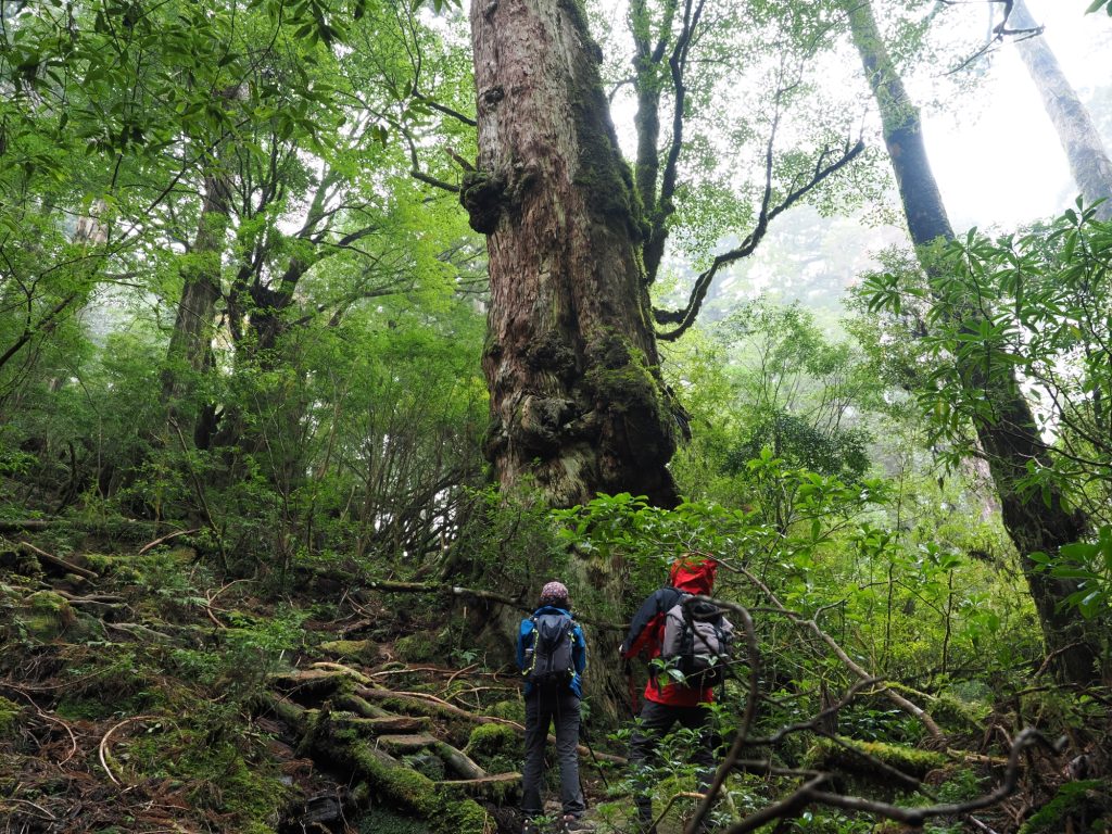 天文の森の釈迦杉