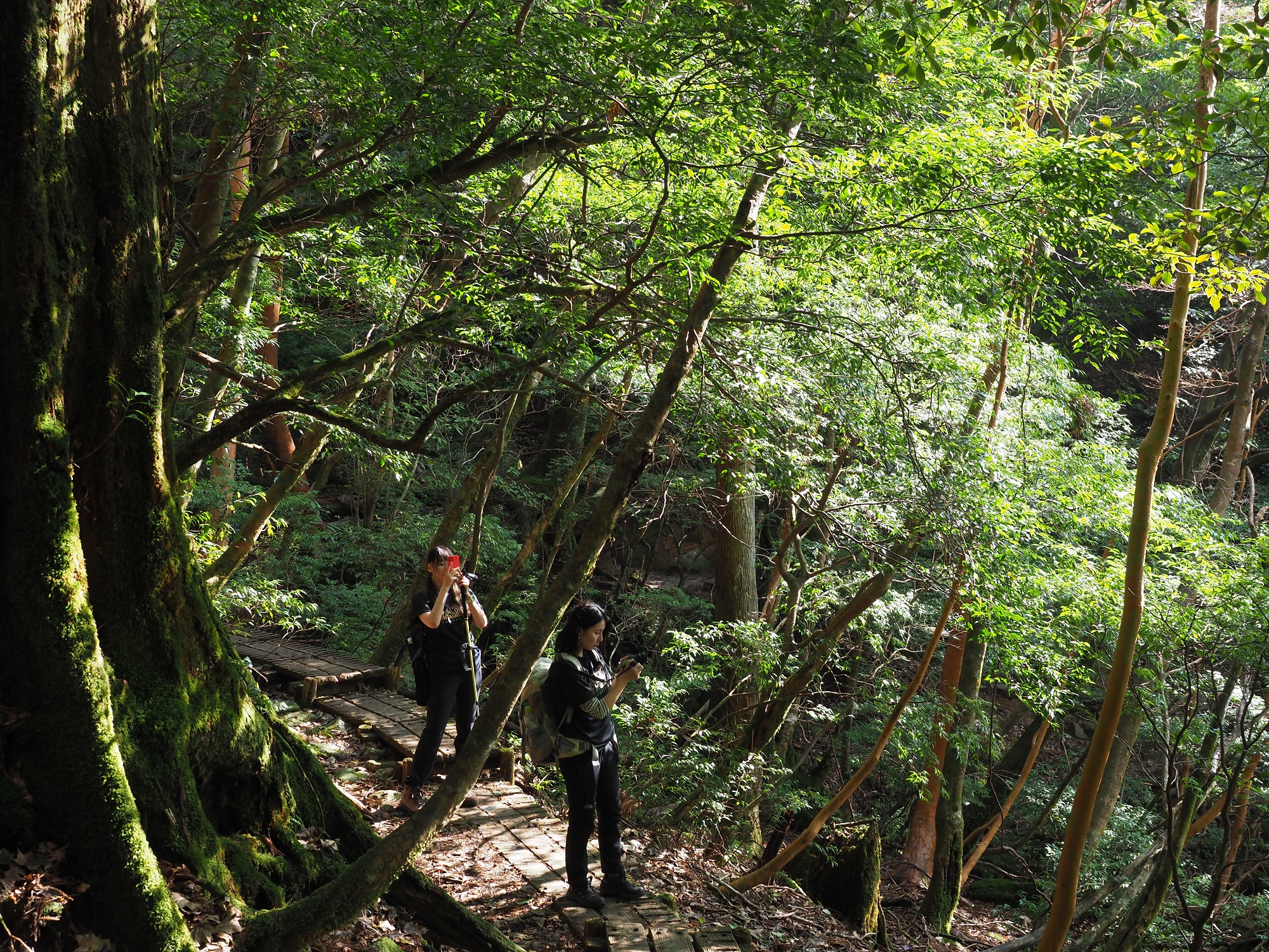 木漏れ日が差し込む