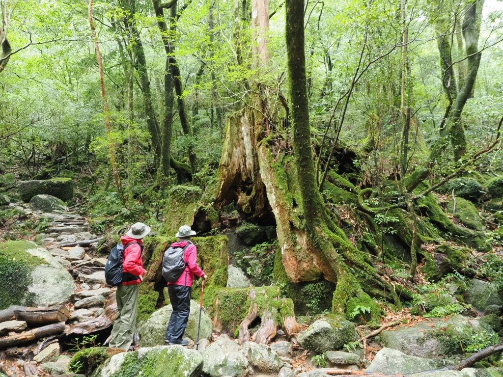屋久杉の切り株