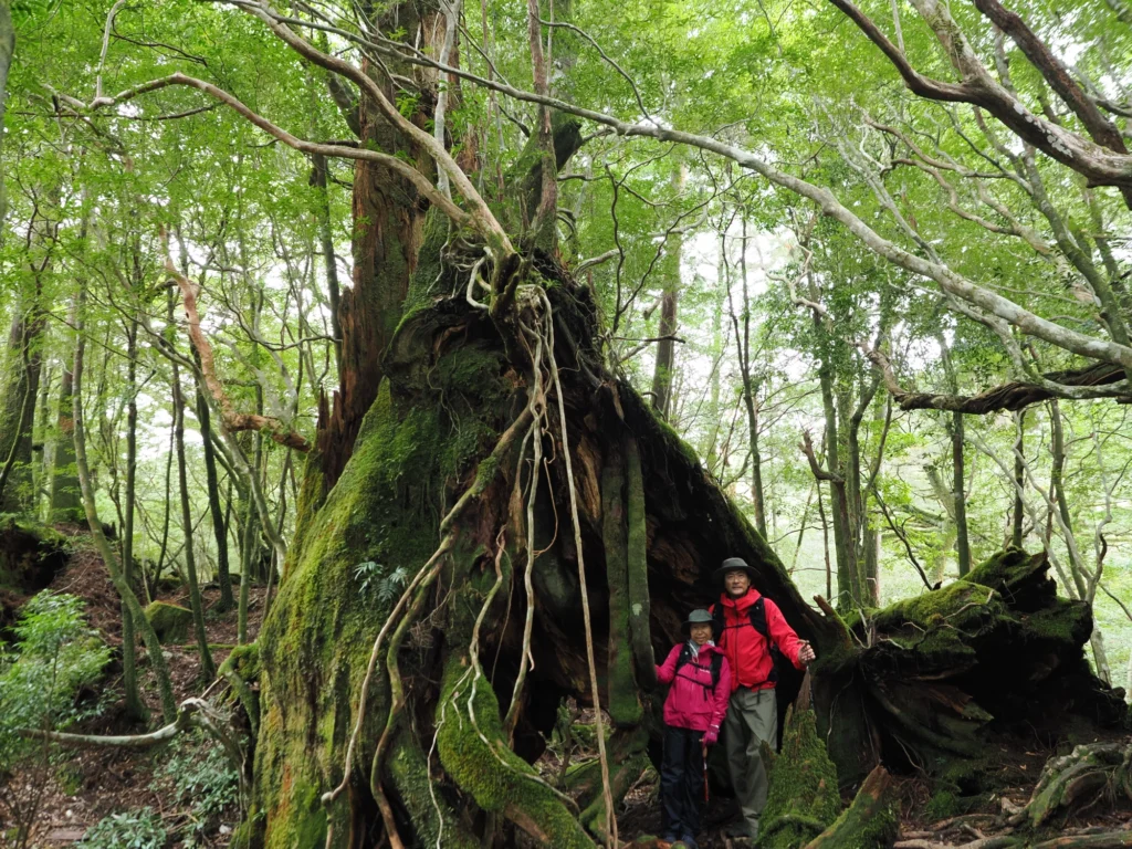 屋久杉の切り株