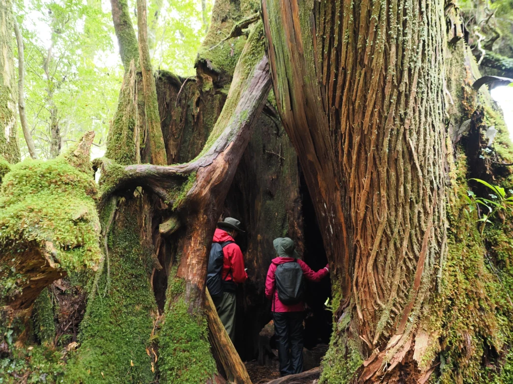屋久杉の切り株の中