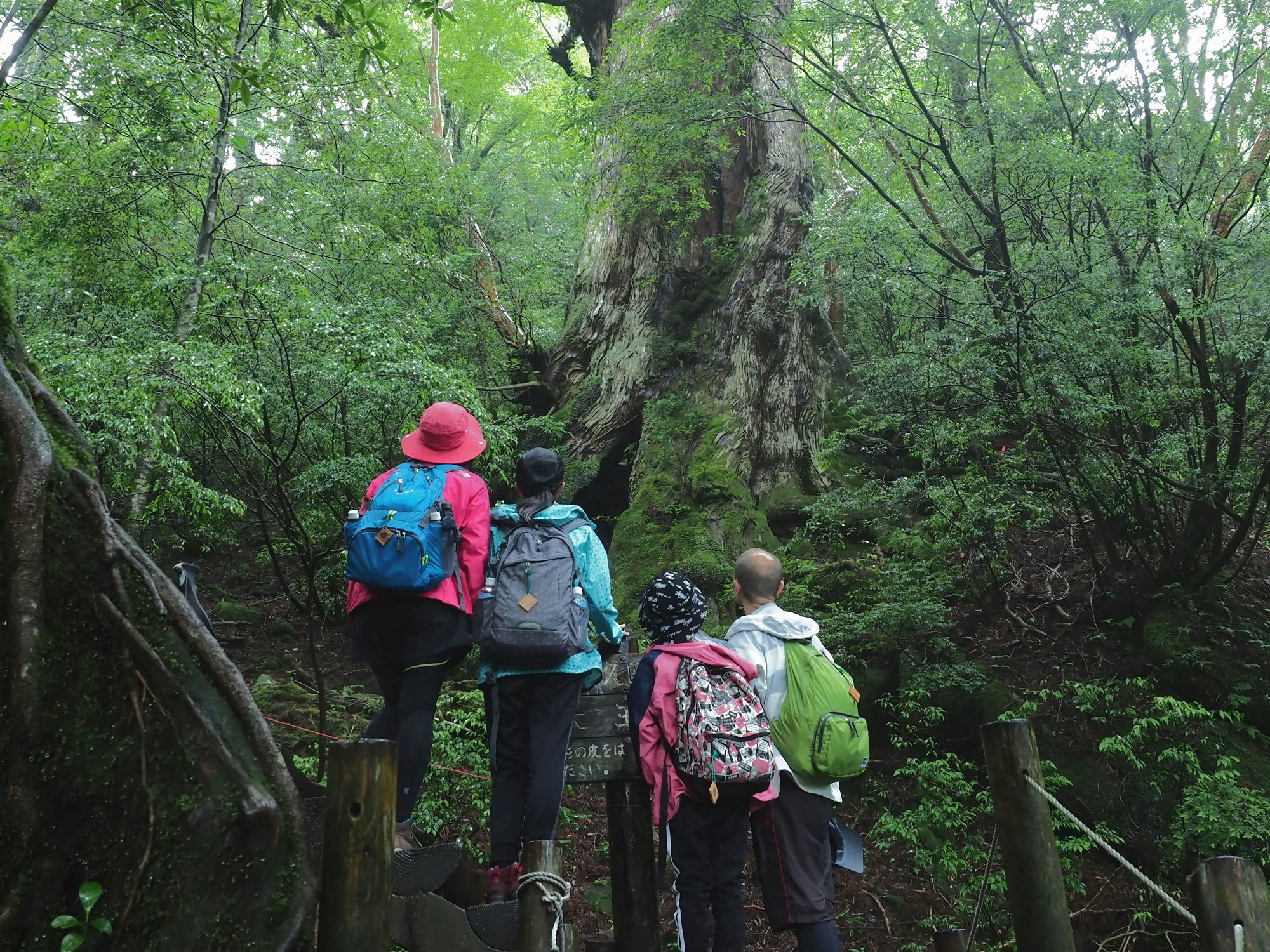 屋久島でトレッキング・登山時の服装と装備について » 屋久島ガイド