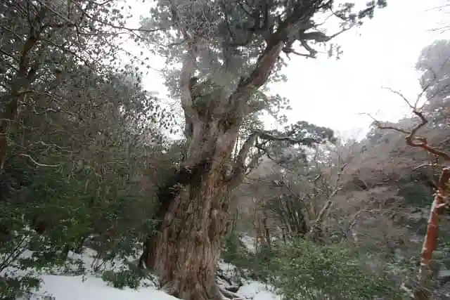 写真は冬の雪の中の縄文杉
